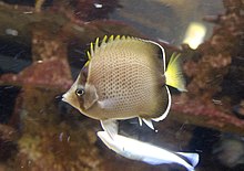 Chaetodon dolosus 2551.jpg