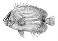 Chaetodon plebeius