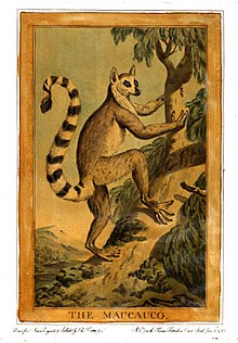 Catton's "The Maucauco" (ring-tailed lemur) Charles Catton, Animals (1788) Page48 Image1.jpg