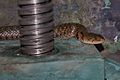 Checkered Keelback (Xenochrophis piscator) 漁游蛇3.jpg