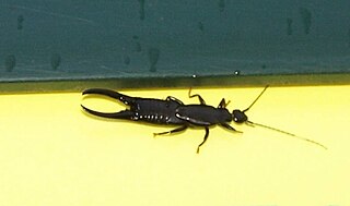 <span class="mw-page-title-main">Chelisochinae</span> Subfamily of earwigs