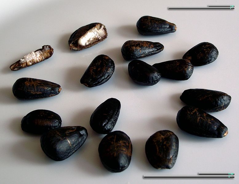 File:Cherimoya seeds (2).jpg