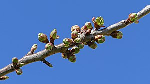 Prunus: Description, Principales espèces, Taxonomie