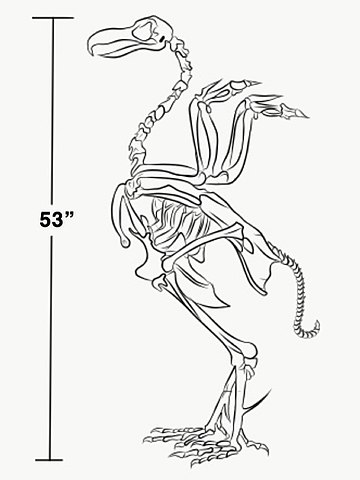 Sparrow Anatomy Poster Vintage Bird Skeleton Wall Art Animal Detail Sketch  Picture Antique Notes Canvas Paintings Retro Birds Prints Studio Office  Decor 40x55cm No Frame : Amazon.com.au: Home