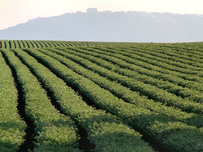 File:Chickpea field.jpg