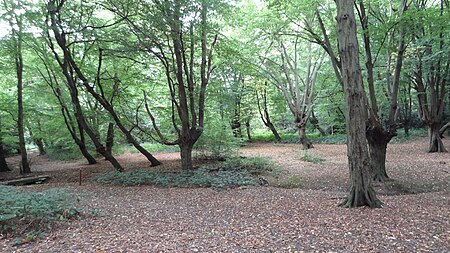 Chigwell Row Wood 4