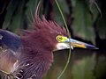 Tête de crabier chinois, plumage nuptial