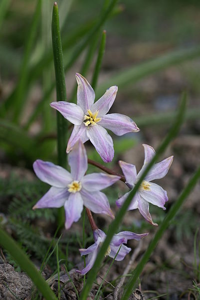 File:Chionodoxa luciliae.JPG