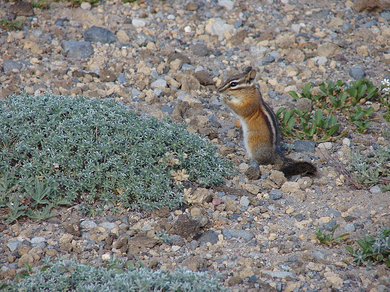 File:Chipmunk next to dwarf lupine on 1st Burroughs. (f2c51fa3901744e7ac33867a017d4802).JPG