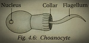 Choanocyte.jpg
