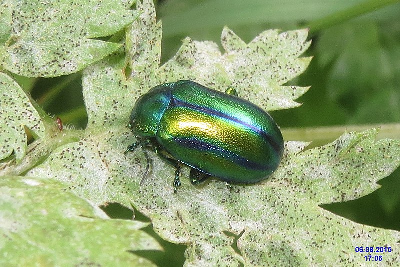 File:Chrysolina fastuosa (Ehrwald, Hochthörl Weg) (24658796846).jpg