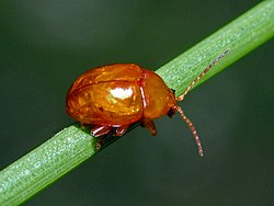 Chrysomelidae - Sphaeroderma testaceum.JPG