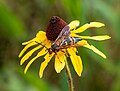 * Nomination Cicada killer on a black-eyed susan --Rhododendrites 03:29, 30 July 2024 (UTC) * Promotion  Support Good quality. --George Chernilevsky 04:52, 30 July 2024 (UTC)