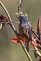 * Nomination Cinnamon-bellied flowerpiercer (Diglossa baritula) male --Charlesjsharp 12:06, 21 March 2023 (UTC) * Promotion  Support Good quality. --XRay 13:43, 21 March 2023 (UTC)