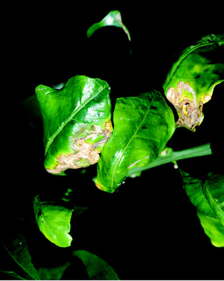 Citrus canker on foliage.jpg