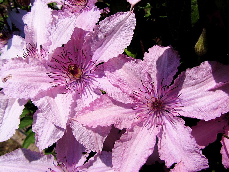 File:Clematis Hagley Hybrid.jpg