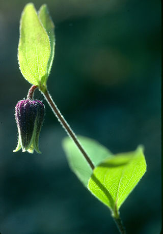 <i>Clematis viticaulis</i> Species of flowering plant in the buttercup family Ranunculaceae