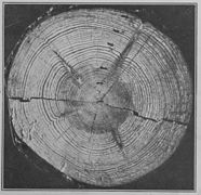 vu d'un tronc d'arbre coupé, montrant des lignes plus sombres