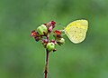 * Nomination Close wing posture Nectaring of Eurema hecabe (Linnaeus, 1758) - Common Grass Yellow --Sandipoutsider 10:07, 2 March 2024 (UTC) * Promotion  Support Good quality. --Christian Ferrer 22:19, 1 March 2024 (UTC)