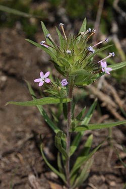 Kaitatahmikki eli tahmikki (Collomia linearis)