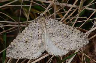 <i>Colostygia multistrigaria</i> Species of moth