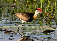 Comb Crested Jacana.1.jpg