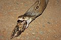 Common Cobra Vomiting in Patnagarh, Odisha, India