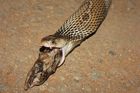 Common Cobra Vomiting.JPG