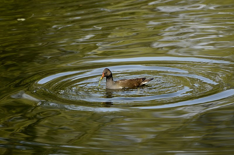 File:Common moorhen or eurasian moorhen (Gallinula chloropus) from keoladeo national park JEG3104.jpg