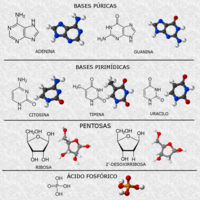 Componentes moleculares de los nucleótidos