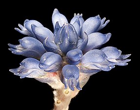 Conospermum caeruleum - Wikipedia