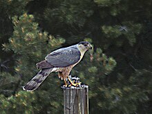 Eating a finch in a backyard with feeders Cooper's Hawk Eating a Finch.jpg