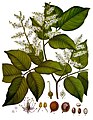 Copaifera officinalis