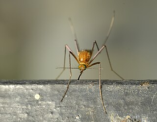 <i>Coquillettidia crassipes</i> Species of insect