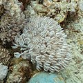 * Nomination Pulse coral (Xenia umbellata), Ras Muhammad National Park, Egypt --Poco a poco 08:25, 5 July 2022 (UTC) * Promotion Good quality. -- Ikan Kekek 08:35, 5 July 2022 (UTC)