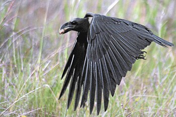 Corvus albicollis flight.jpg