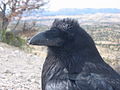 Corvus corax along road detail.JPG