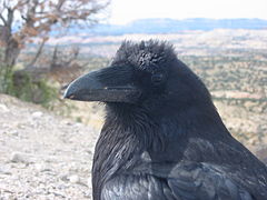 Corvuno (cuervo común, Corvus corax)