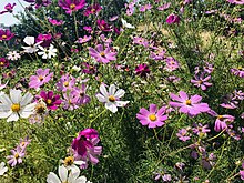 Cosmos bipinnatus in Sivas, Turkey.jpg