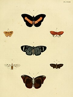 <i>Artipe</i> Butterfly genus in family Lycaenidae