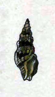 <i>Crassispira hondurasensis</i> species of mollusc