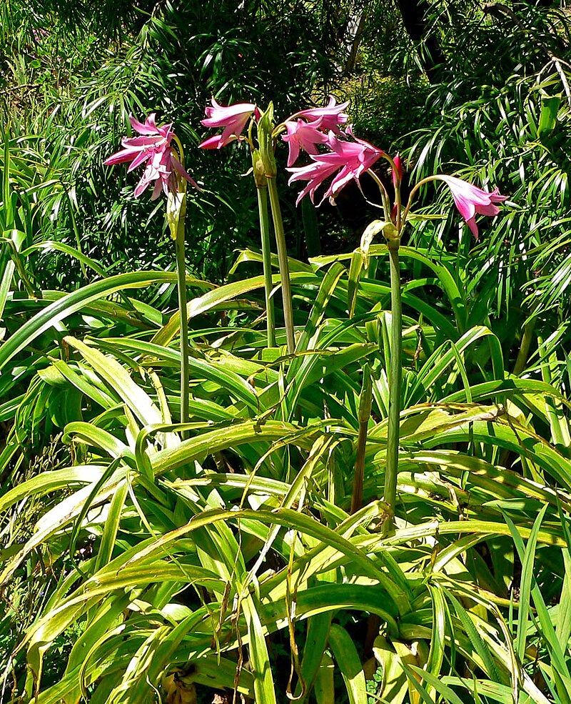 TÌNH YÊU CÂY CỎ ĐV.3 - Page 51 800px-Crinum_%C3%97_powellii_1