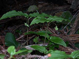 Hábito e flores de Croomia heterosepala