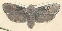 Cryptophasa irrorata נקבה.jpg