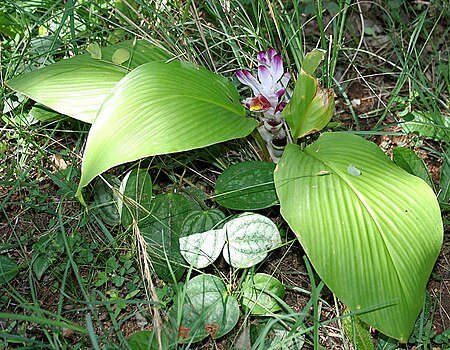 Tập_tin:Curcuma_inodora_W_IMG_1286.jpg