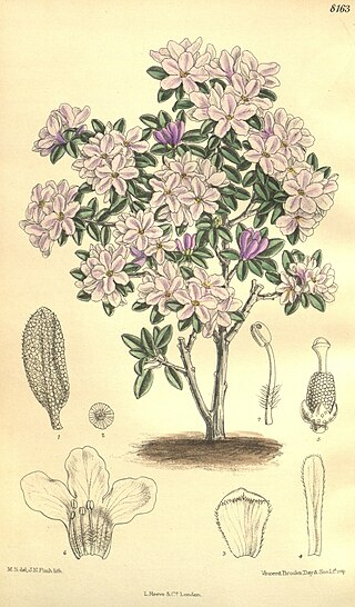 <i>Rhododendron intricatum</i> Species of plant