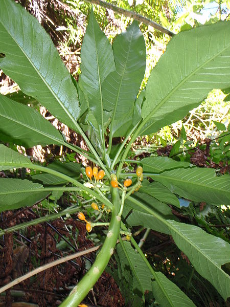 File:Cyanea profuga.jpg