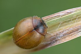 Pallopirkko (Cynegetis impunctata)