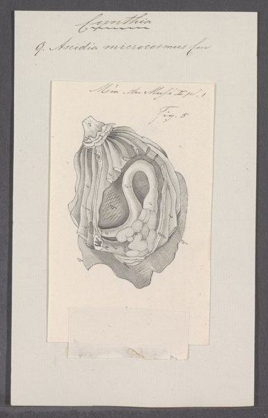 File:Cynthia microcosmus - - Print - Iconographia Zoologica - Special Collections University of Amsterdam - UBAINV0274 092 01 0044.tif