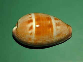 A shell of Contradusta walkeri from Philippines, dorsal view, anterior end towards the right Cypraeidae - Cypraea walkeri - Philippines-1.JPG